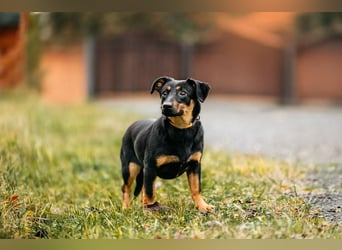 Verschmuster Rudi sucht seine Menschen