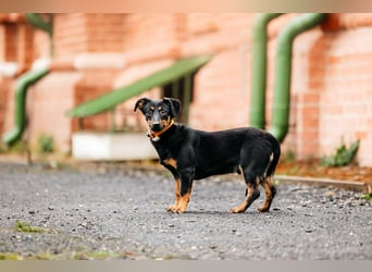 Verschmuster Rudi sucht seine Familie