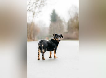 Verschmuster Rudi sucht seine Familie
