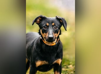 Verschmuster Rudi sucht seine Menschen