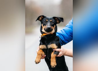 Verschmuster Rudi sucht seine Menschen