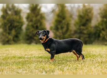 Verschmuster Rudi sucht seine Menschen