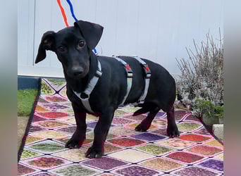 Sonnenschein Martin sucht seine Menschen