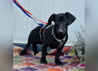 Sonnenschein Martin sucht seine Menschen