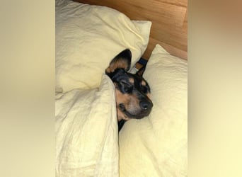 Jasia: Eine kleine Prinzessin wünscht sich ein Zuhause