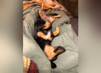 Jasia: Eine kleine Prinzessin wünscht sich ein Zuhause