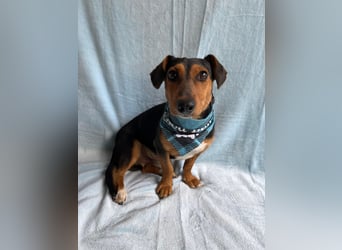 PASCAL - zarter Dackel-Mix sucht Menschen mit Herz