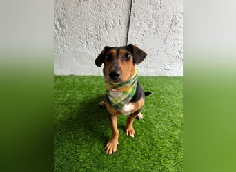 PASCAL - zarter Dackel-Mix sucht Menschen mit Herz