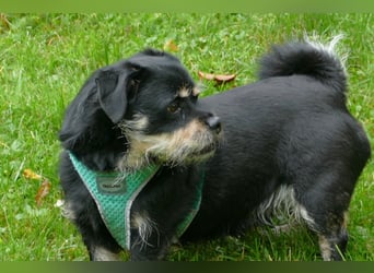 lieber Hannes wartet auf sein Glück in 88339 Bad Waldsee