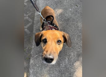 Bolle - lustiger Dackel-Mix wurde zur Waise