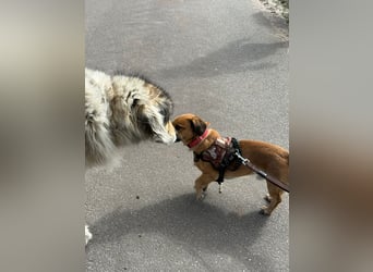 Bolle - lustiger Dackel-Mix wurde zur Waise