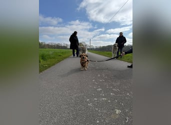 Bolle - lustiger Dackel-Mix wurde zur Waise