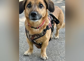 Bolle - lustiger Dackel-Mix wurde zur Waise