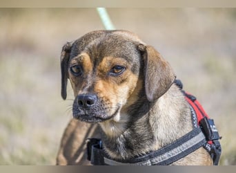 Füge - aktiver Mini Hund