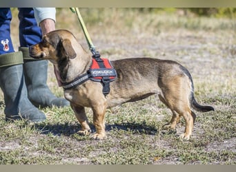 Füge - aktiver Mini Hund