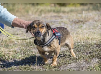 Füge - aktiver Mini Hund