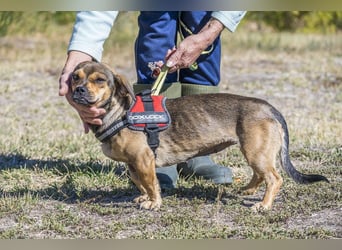 Füge - aktiver Mini Hund