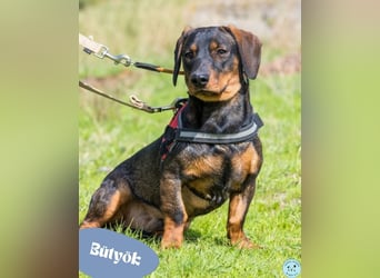 Bütyök - verträglich mit Rüden, misstrauisch