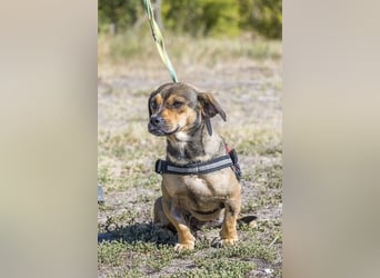 Füge - aktiver Mini Hund