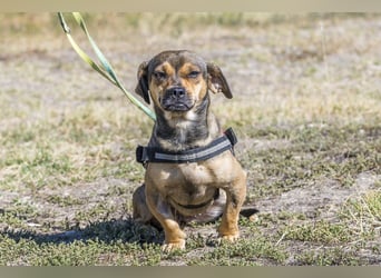 Füge - aktiver Mini Hund