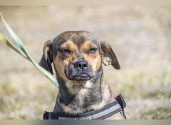 Füge - aktiver Mini Hund