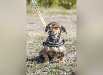 Füge - aktiver Mini Hund