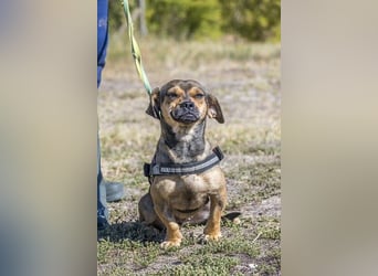 Füge - aktiver Mini Hund