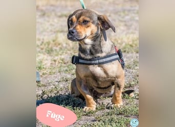 Füge - aktiver Mini Hund