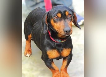 JACK wartet sehnsüchtig auf seine Menschen