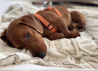 PADDY wunderschöner Dackel