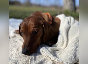 PADDY wunderschöner Dackel