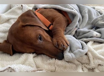 PADDY wunderschöner Dackel