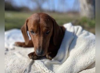 PADDY wunderschöner Dackel