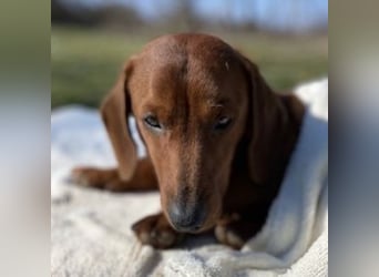 PADDY wunderschöner Dackel