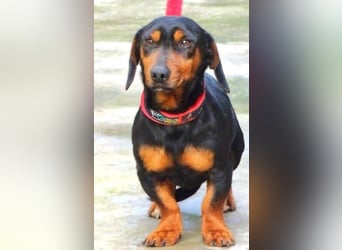 JACK wartet sehnsüchtig auf seine Menschen