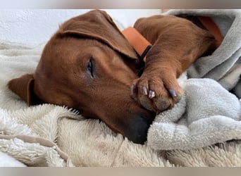 PADDY wunderschöner Dackel