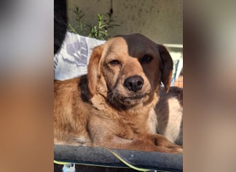 Kody – kleiner Charmeur sucht liebevolles Zuhause