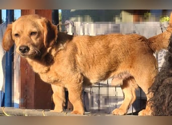 Kody – kleiner Charmeur sucht liebevolles Zuhause
