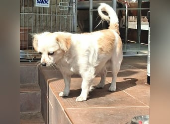 Kinga – kleine Dackel-Spaniel-Mix-Hündin sucht ein liebevolles Zuhause