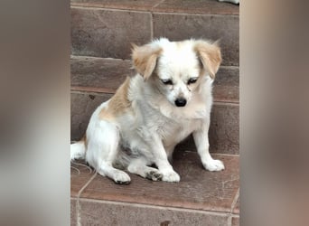 Kinga – kleine Dackel-Spaniel-Mix-Hündin sucht ein liebevolles Zuhause