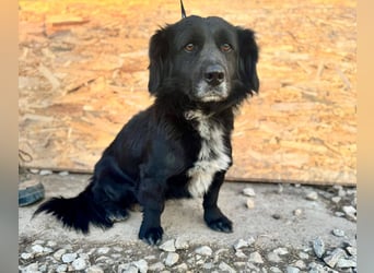 FIFI ca. 5 J. kleiner Dackelmix-Dickkopf sucht seine Menschen