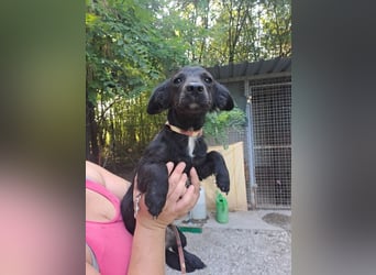 BRIGET ca. 1 J. schüchterne Dackelmix-Mädchen sucht Liebe