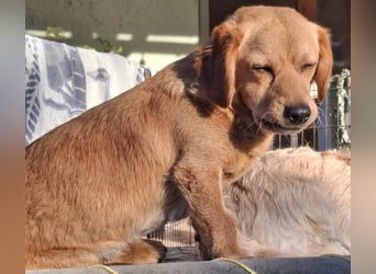 Kody – kleiner Charmeur sucht liebevolles Zuhause
