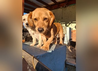 Kody – kleiner Charmeur sucht liebevolles Zuhause