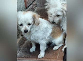 Kinga – kleine Dackel-Spaniel-Mix-Hündin sucht ein liebevolles Zuhause