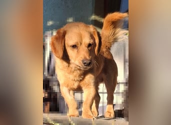 Kody – kleiner Charmeur sucht liebevolles Zuhause