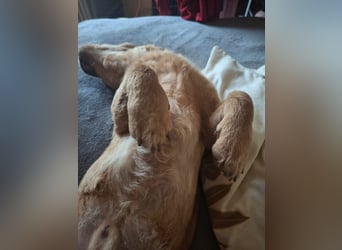 Kody – kleiner Charmeur sucht liebevolles Zuhause