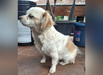 Kinga – kleine Dackel-Spaniel-Mix-Hündin sucht ein liebevolles Zuhause