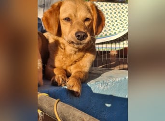 Kody – kleiner Charmeur sucht liebevolles Zuhause