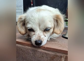 Kinga – kleine Dackel-Spaniel-Mix-Hündin sucht ein liebevolles Zuhause
